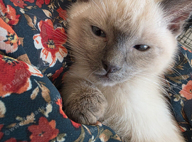 Ragdoll