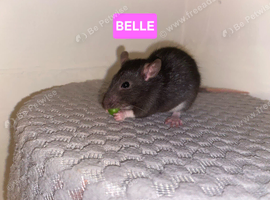 Beautiful mixed gender baby rats
