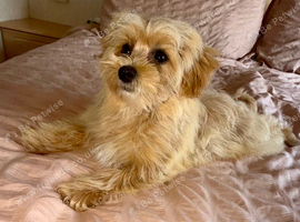 F1 teddy bear maltipoo&rsquo;s 1 girl available