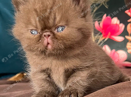 Exotic & Persian Chocolate & Black Kittens Available