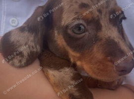 2 dachshund puppys