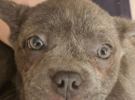 Frenchie