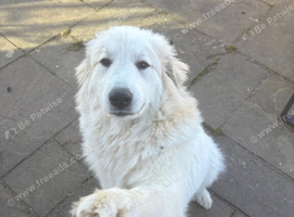 Pyrenees mountain dog girl for sale