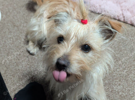 13 month old bitch