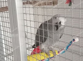 Congo African grey