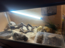 Female corn snake around 5 years old