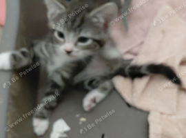 Lovely kittens ready to go