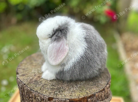 FRIENDLY MINI LOP BUNNIES