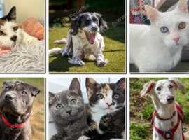 ultrasound and microchip service