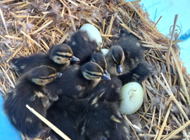 Mallard ducklings
