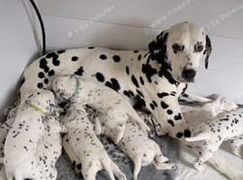 KC Show Quality Rare LUA Dalmatian Puppies