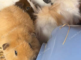 Female guinea pigs.