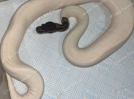 High end Panda Pied