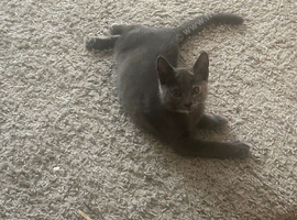 Beautiful kitten girls