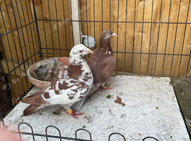 Clean Muleumans racers pigeons for sale in Birmingham