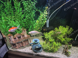 Two goldfish free to good home