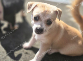 Beautiful Chihuahua