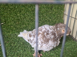 Female Oriental Frill