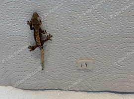 Baby crested geckos