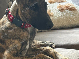 Whippet cross for rehoming