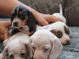 KC Health Checked Piebald Miniature Dachshunds
