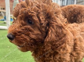 Adorable F1BB cockapoo girl for sale