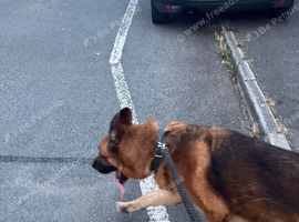 German Shepherd &ndash; Strong, Confident Working Dog in Porters Wood