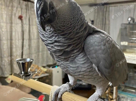 African Grey Female 3 year old