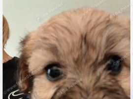 Poodle cross puppies
