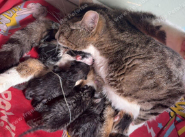5 little bundles of fluff