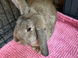 Female French lop cross