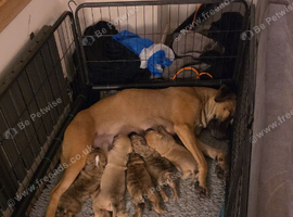 BanDog puppies Scotland