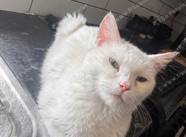 Female cat