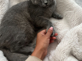 Hi im selling my cat