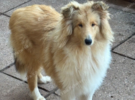 KC registered 6 month rough collie