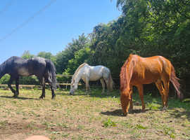 Grazing Wanted