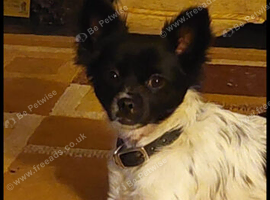 My special chichuchu x papillon girl one year old