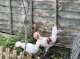 2 Polish Chickens