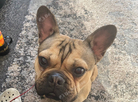 Male frenchie