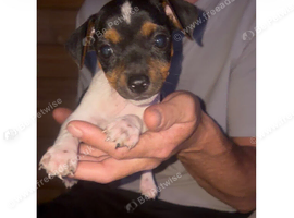 Jack Russell puppy's for sale