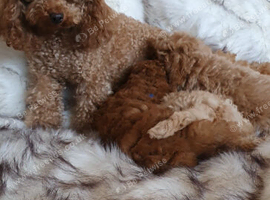 KC registered Toy Poodle puppies ready now