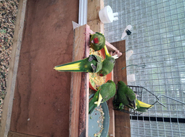 Baby  Kakariki  For Sale  .