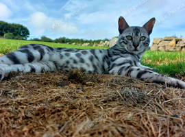 Proven Stud/Retired Silver Bengal