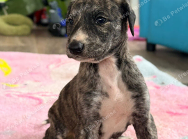 Saluki x lurcher puppy&rsquo;s available