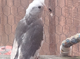 Cockateils for sale