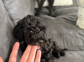 Jackapoo Puppies