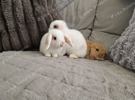 Three adorable mini lop babies available