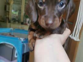 Miniature Dachshund baby boy