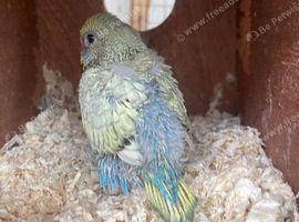 Rainbow baby budgie