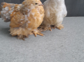 Young pekin bantam chickens